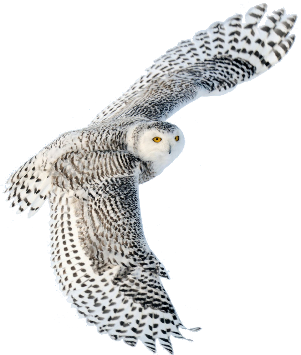 A white owl flying in the sky with its wings spread.
